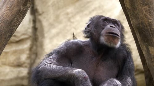 A monkey looks around and moves its mouth. Its a chimpanzee