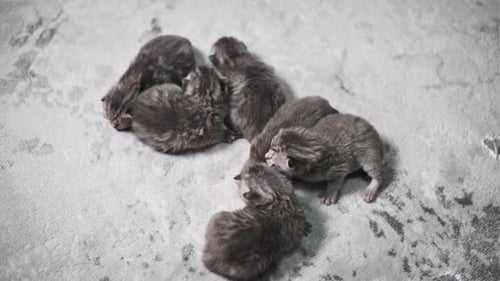 Seven Newborn Kittens Sleeping on Grey Carpet