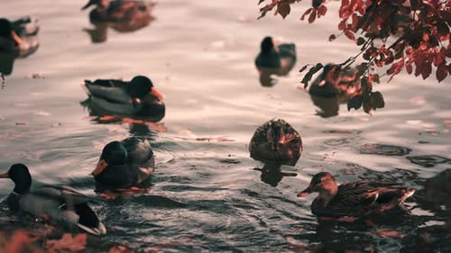 Un troupeau de canards colverts pagaie dans l'étang, un mâle chassant l'autre. Végétation automnale lumineuse