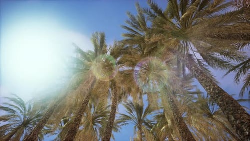 Palm Trees and Blue Sky at Tropical Coast