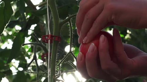 Hands Harvesting a Ripe Red Tomato From Vine