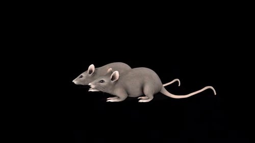 3D Realistic Gray Rats Standing Still