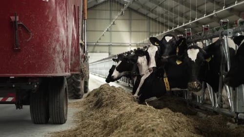Feeding Cows on a dairy farm. Cattle of cows