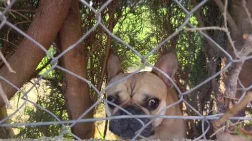 Curious dog peeking through metal fence with intense gaze in natural shaded environment