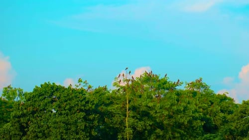 Many Birds Perched Atop Green Trees