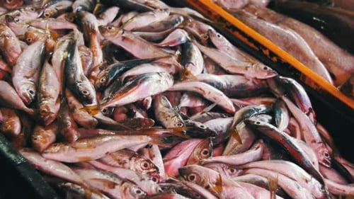 Fresh Sea Fish In Shop