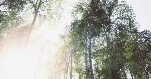 Sunlight Filtering Through Tall Trees in a Serene Forest Setting