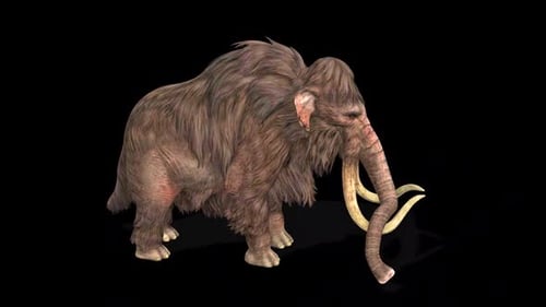 Mammoth Bellow