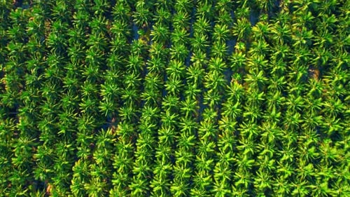 Drone is flying over coconut and oil palm trees in plantation