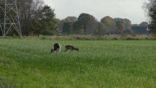 Deer Grazing Peacefully in a Green Field