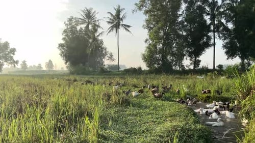 Ducks Gather at the Edge of a Rural Stream