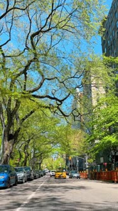 Yellow taxi cab driving on city street with trees.
