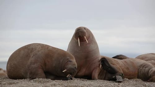 Close up of Walruses one is scratching his neck with his flippers, the other is scratching his back