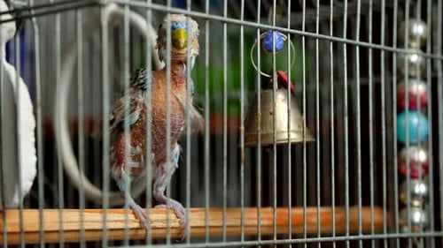 Fledgling Parakeet in Cage