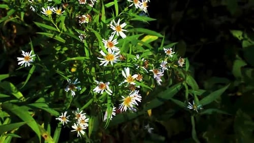 Fleurs sauvages blanches en grappe ondulant dans le vent avec des feuilles vertes dans les bois.