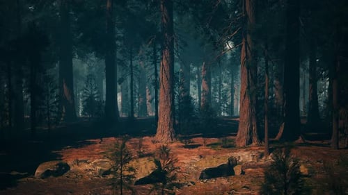 Serene Sequoia Forest Filled With Majestic Tall Trees