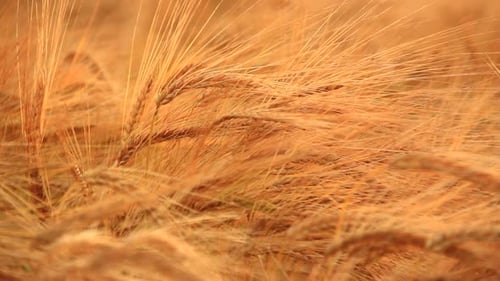 Barley of Gold on the Field