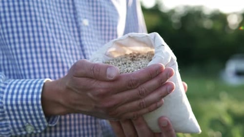 The farmer's hands pour wheat grains into a sack. Agronomist checks the quality of wheat grain.