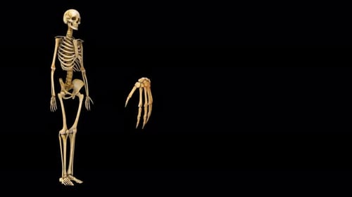 Detailed 3D Human Skeleton and Hand Rotation Medical Animation
