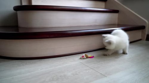 White Kitten Plays with Toy Mouse on Floor