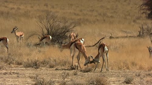 Jeunes Springboks mâles bloquant des klaxons dans une bataille dans les prairies sauvages