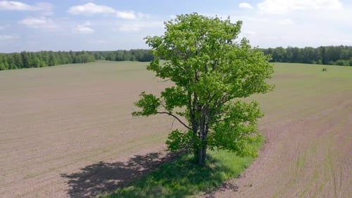 Orbiting flight around the lonely tree in the summer field