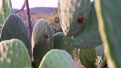 Un montón de gusanos se comen la carne de opuntia, tuna, nopal, nopal en Karoo
