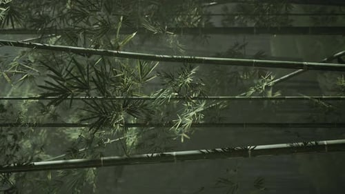 Misty Green Bamboo Forest Animated Background