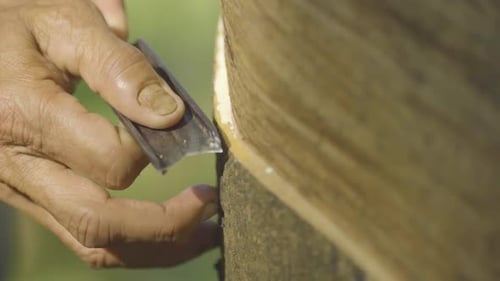 Rubber Tapping