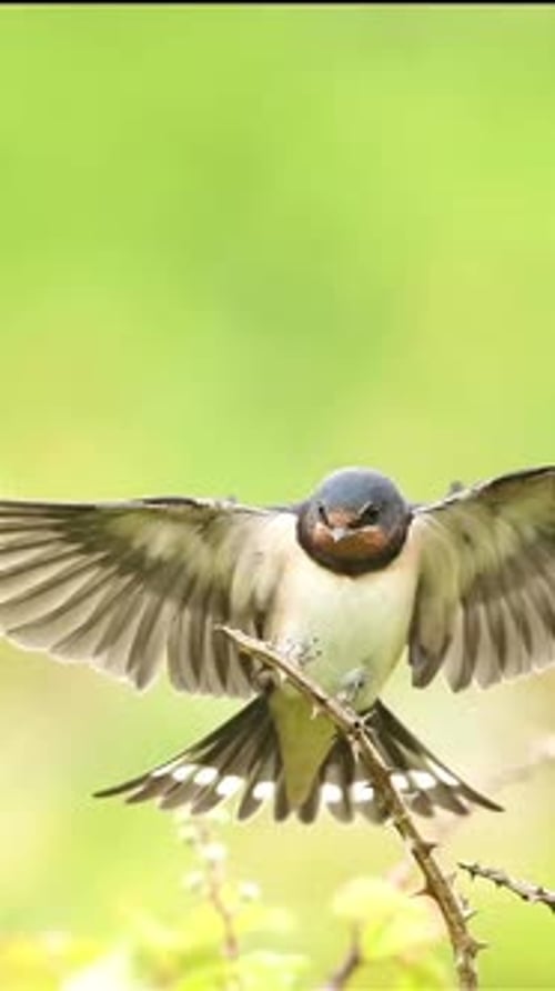 Des oiseaux Hirundininae sont vus perchés sur des tiges épineuses
