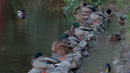 Ducks Relaxing on Rocks by Water