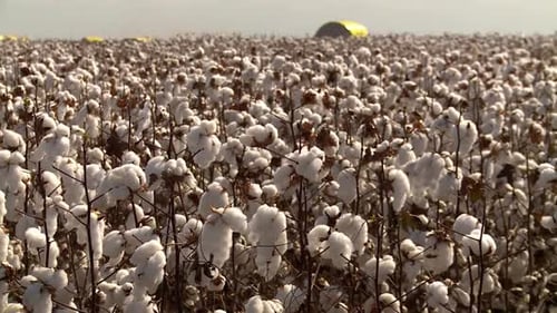 Plantas de algodón en una plantación industrial de algodón que soplan ligeramente contra el viento