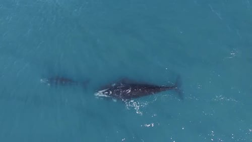 Whales mother and calf swimming peacefully in shallow clear water - aerial top view zoom out