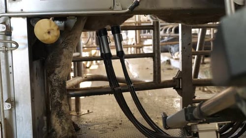 Plan rapproché d'une installation mécanisée pour traire des vaches sur les mamelles d'une ferme laitière
