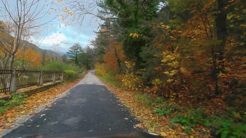 Autumn Forest Drive 4k