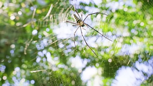 Große Spinne hängt am Netz mit verschwommenem grünem Waldhintergrund und ermöglicht Makrobeobachtung in der Natur