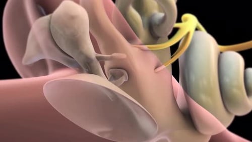 Human Ear Anatomy and Sound Wave Transmission 3D Animation