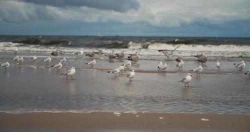 A Flock of Seagulls Stand on a Sandy Beach on a Cloudy Stormy Day
