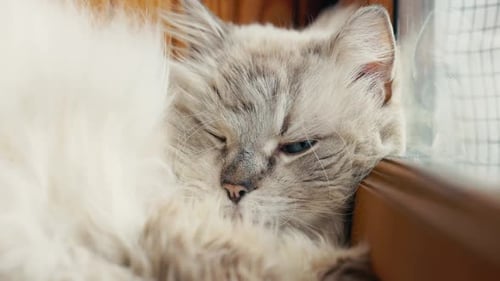 Fluffy Grey Cat Napping by Window