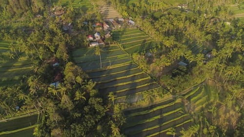 Rice Fields with Agricultural Land in Indonesia