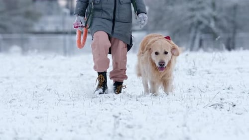 Owner Girl Walking With Her Golden Retriever Dog On A Snow Field