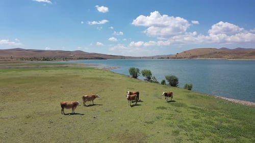 Vue aérienne des vaches sur la rive du lac Dam