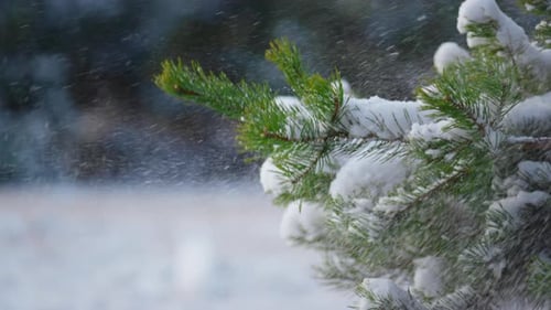 Heavy White Snow Falling on Fir Tree Branch Close Up. Evergreen Green
