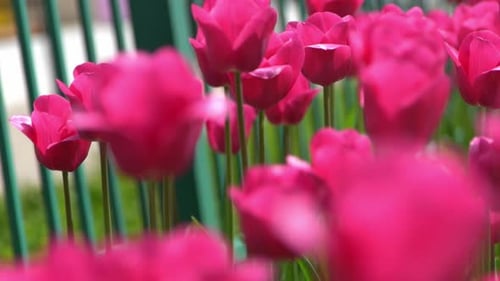 Pink Tulips Bloom in Spring Tulip Flower Nature Floral Background Botanical Garden Flowering Buds