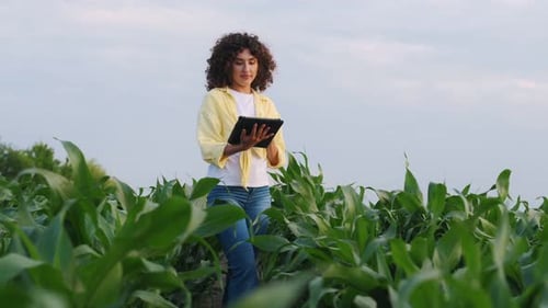 In the middle of a corn agricultural field, woman is holding digital tablet and doing quality contro