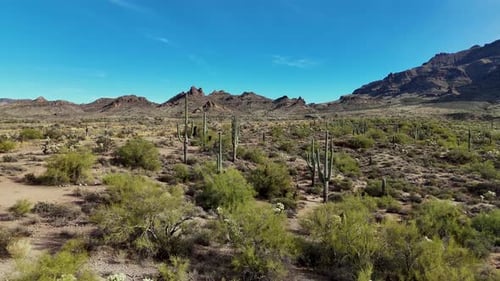 Arizona-Wüstenkaktus überfliegen