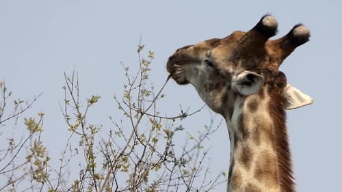 Die
Giraffe frisst die Blätter von den Wipfeln eines Baumes. Nahaufnahme eines Giraffenkopfes