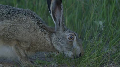 Wild hare running and eating on the road slow motion with big eyes