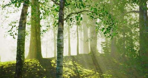 Lush Forest with Vibrant Green Leaves and Soft Sunlight Peeking Through Trees