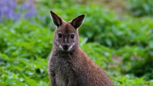 Ruhiges Känguru, das in der Profilansicht steht Uhd